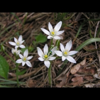 Crocus (1)